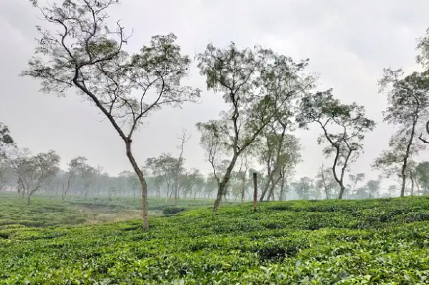 দেশের সর্বনিম্ন তাপমাত্রা আজ শ্রীমঙ্গলায়।