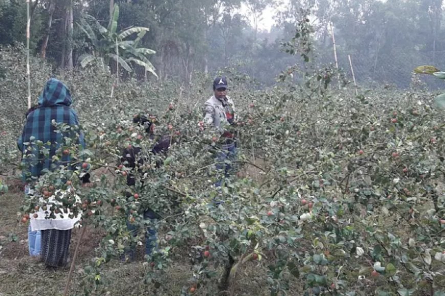 প্রাক্তন এয়ারফোর্স অফিসার লাভের জন্য 'প্লাম গার্ডেন' শুরু করেন, শুরু করেন সামাজিক দায়বদ্ধতা