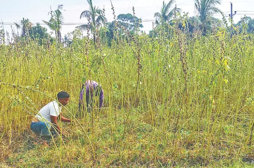 লবণাক্ত জমিতে 'কেনাফ' চাষে নতুন আশা