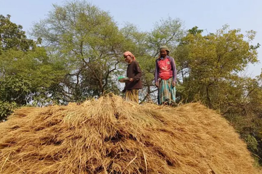 খড়ের গাদা থেকে ইঁদুর তাড়ানোর জন্য কৃষকের অভিনব আবিষ্কার