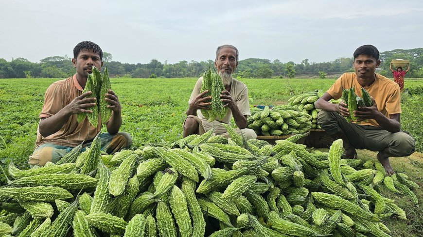 চরের কৃষকদের মুখে হাসি ফুটিয়েছে করলা